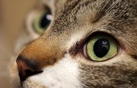目のおはなし