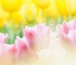 春の病、五月病