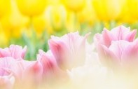 春の病、五月病