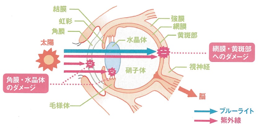 eye