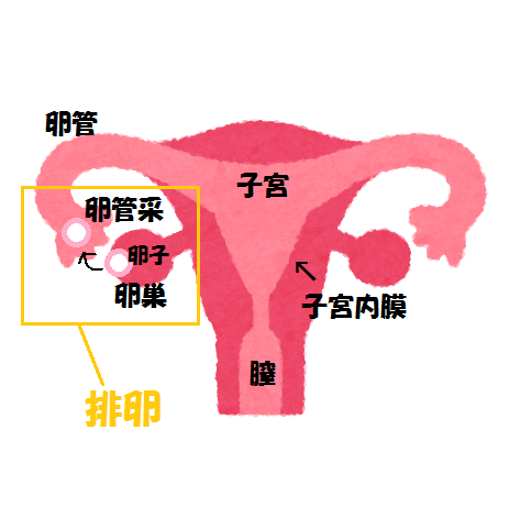 排卵