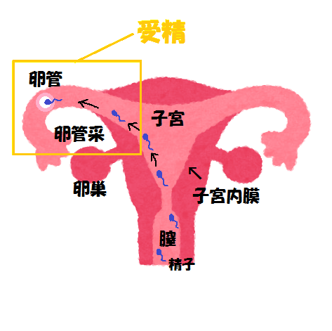 受精