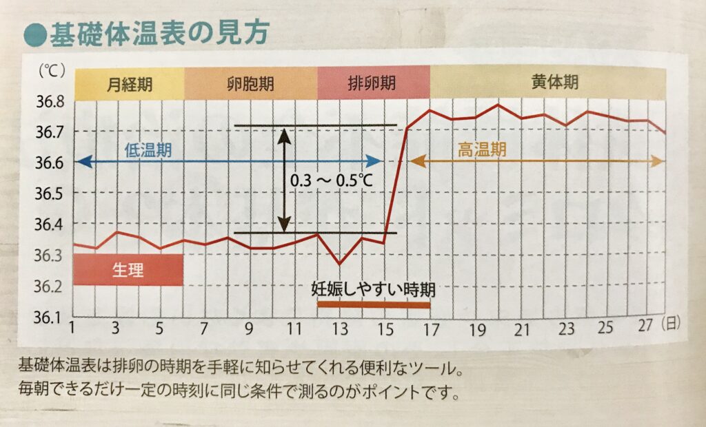 基礎体温表の見方